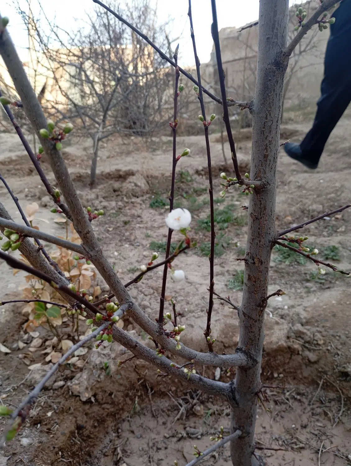 زمین مسکونی روستایی لورون
