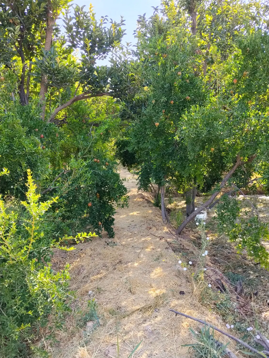 باغ قصرودشت ۹۷۰ متری