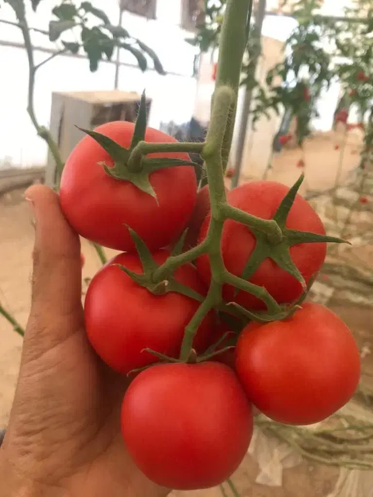فروش زمین و گلخانه