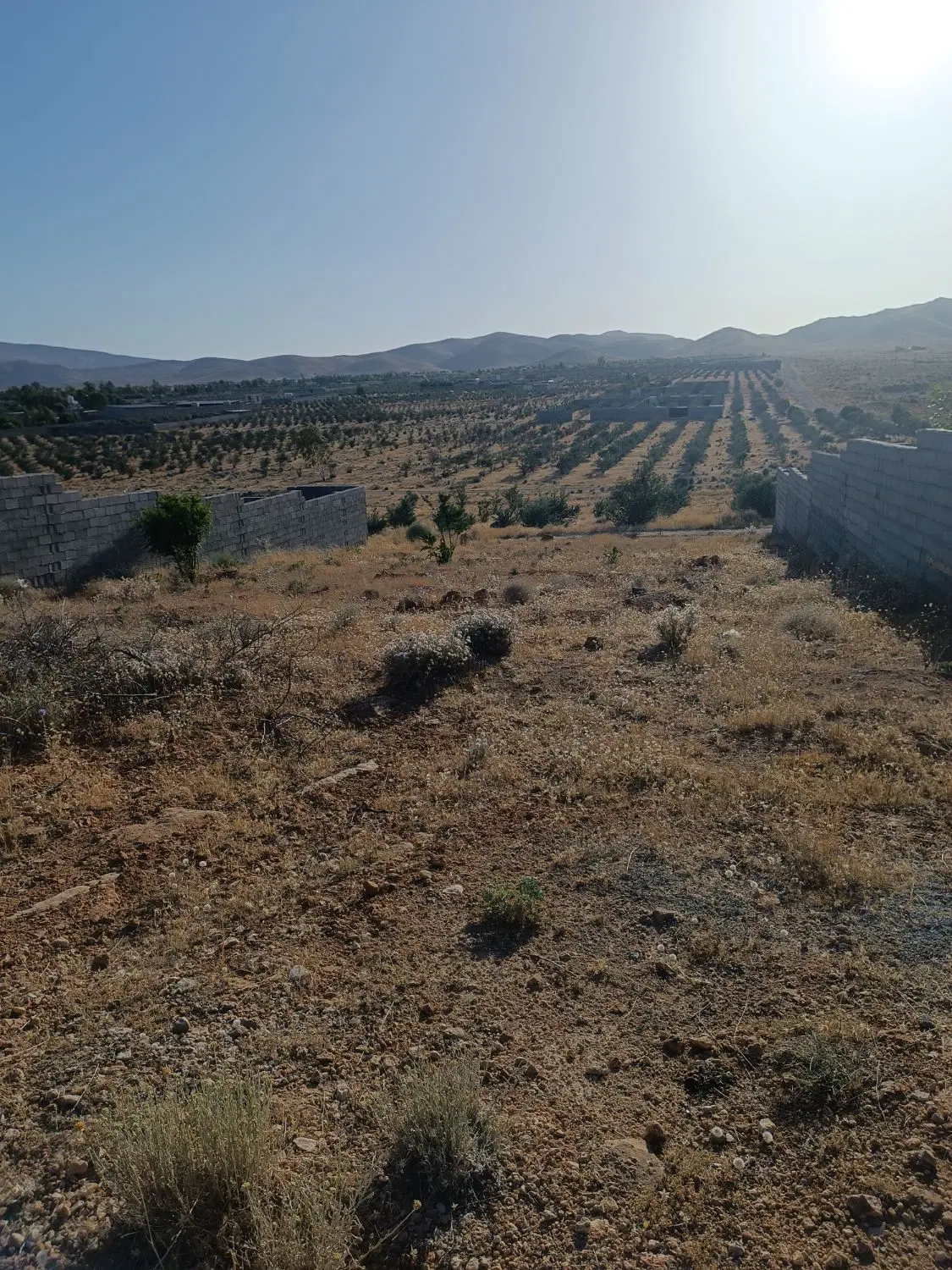 زمین باغشهری و باغ