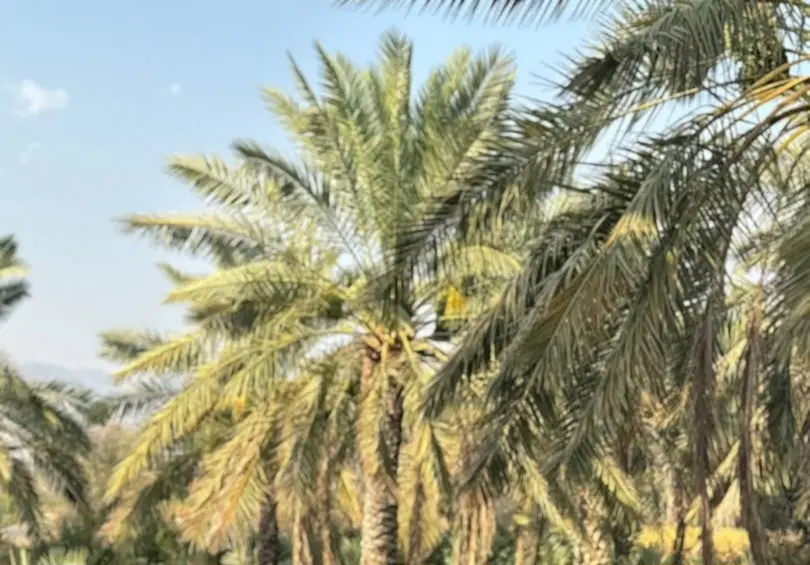 فروش زمین_۱۰۵۰ متری_پلاک یک_جنب پمپ بنزین نارگیل