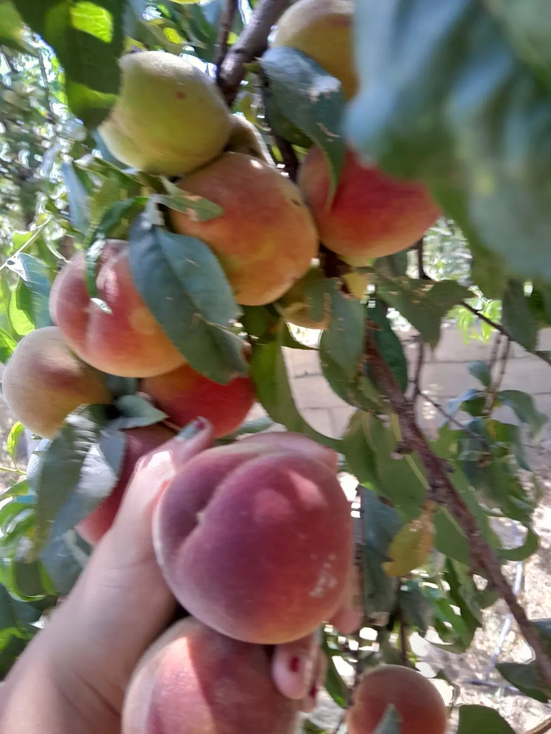 باغ میوه تفریحی