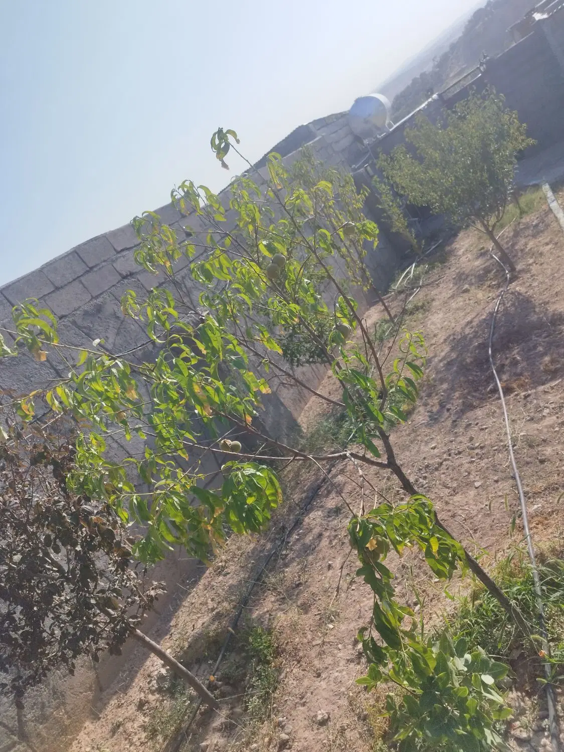 فروش خانه باغ فوری
