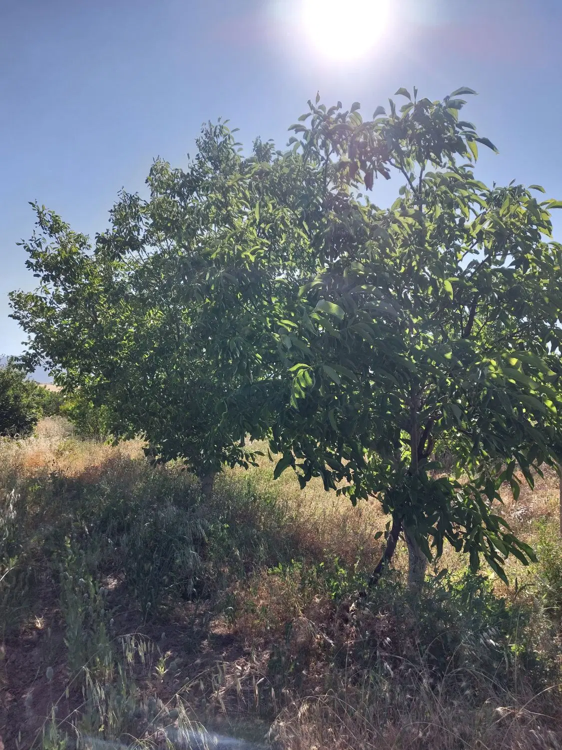 زمین وباغ هشمت اباد