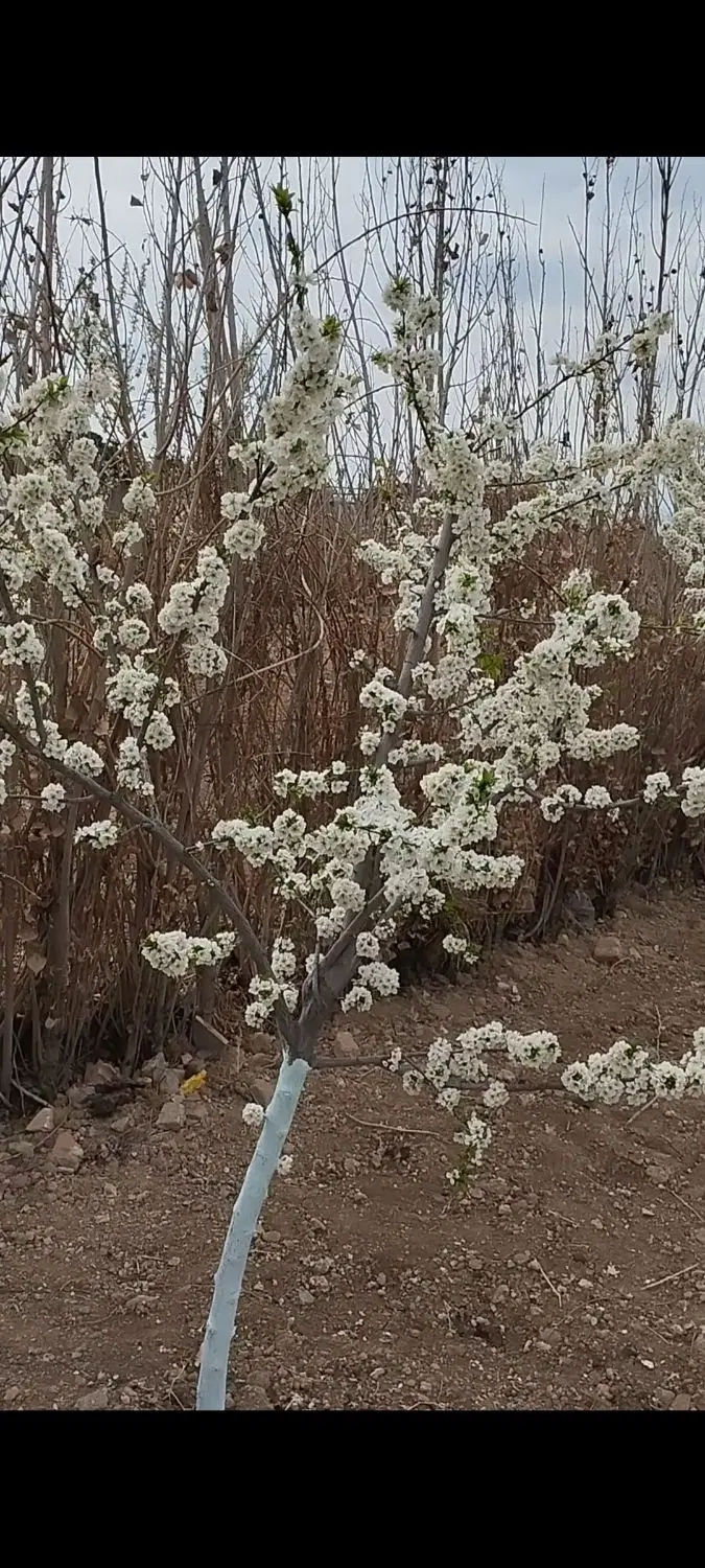 زمین باغی کارگاهی چهار دانگه ولی آباد