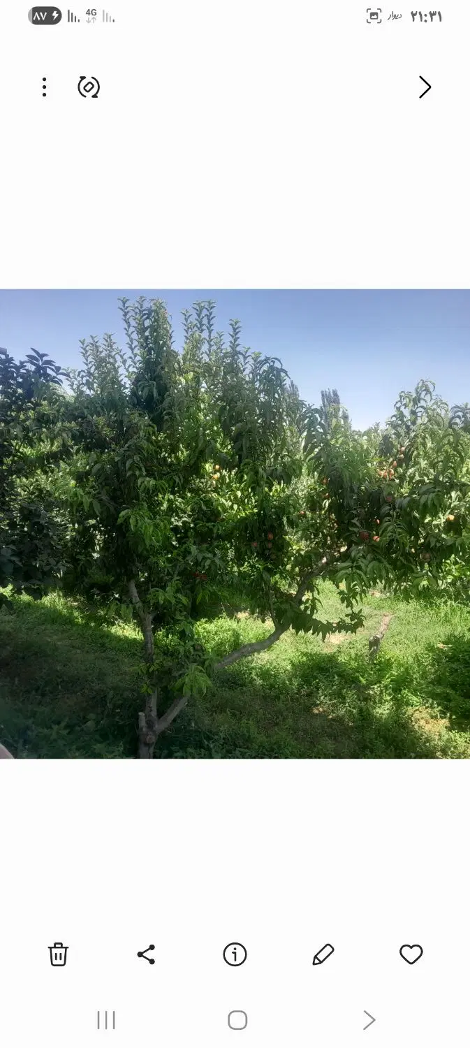 باغچه ویلایی برق اب چنقرالوی پل