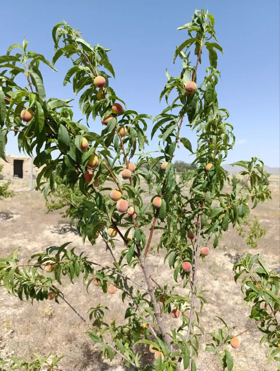 باغ
