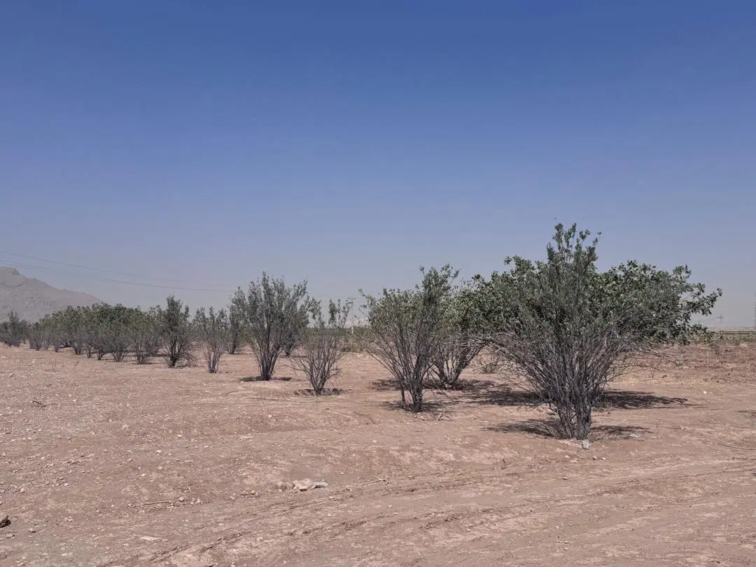 زمین باغ