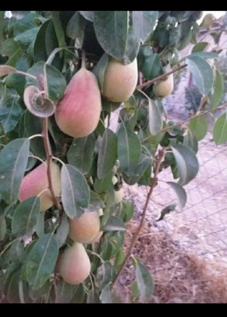 باغ واقع در سرطاف