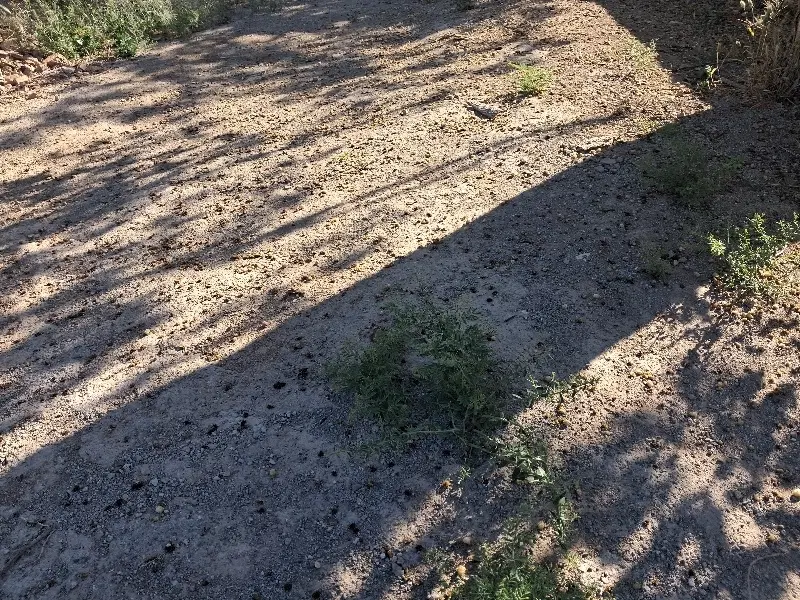 زمین فروشی روستای  سقانلیق