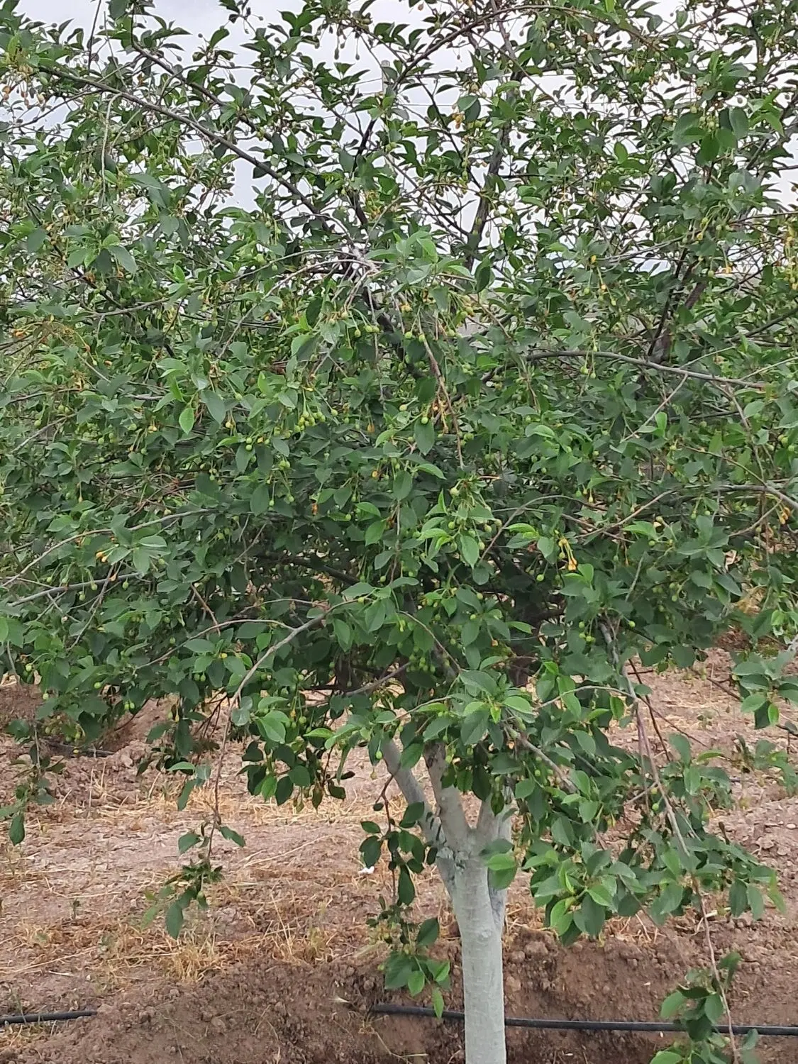 باغچه 1000متری درختان انواع میوه سیب و آلبالو..