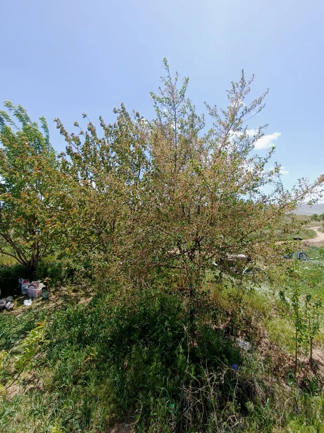 فروش باغ انگور1200متر روستای عمیدآباد