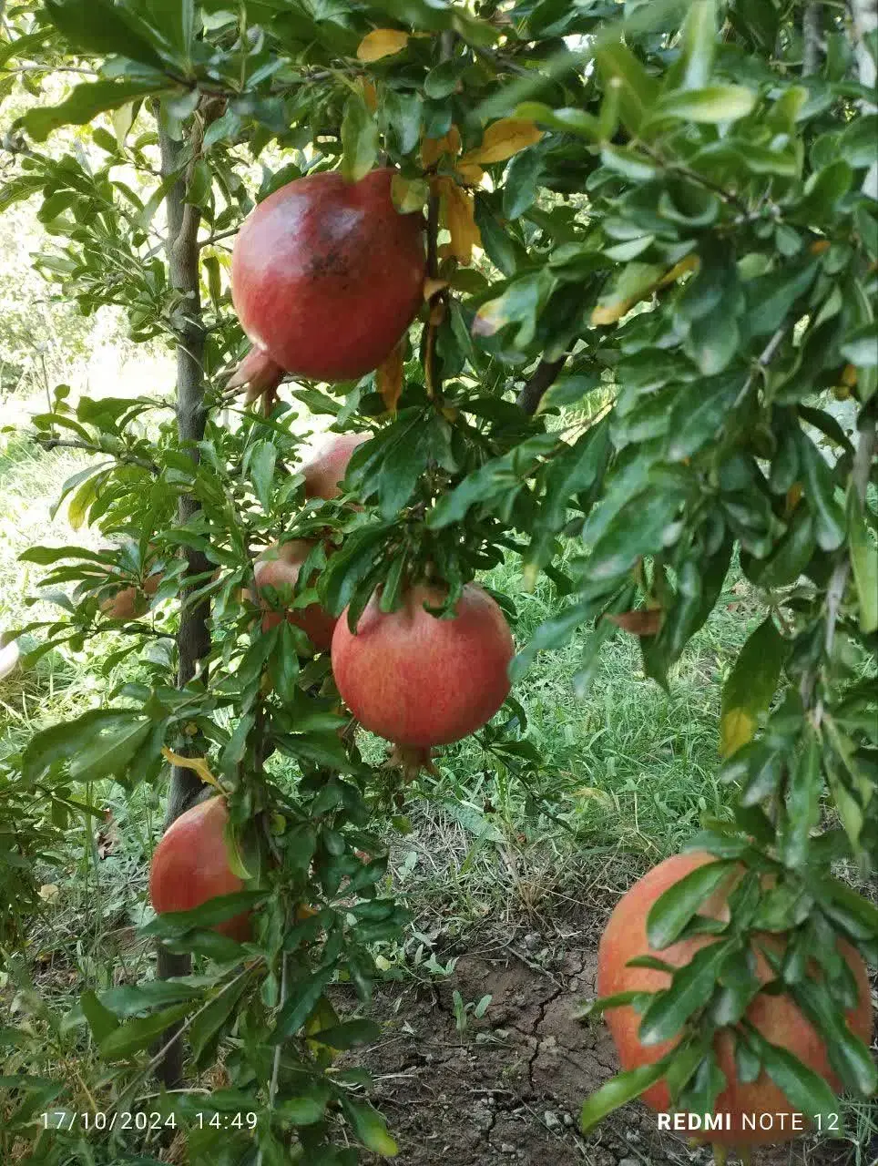 خانه باغ روستای گچه