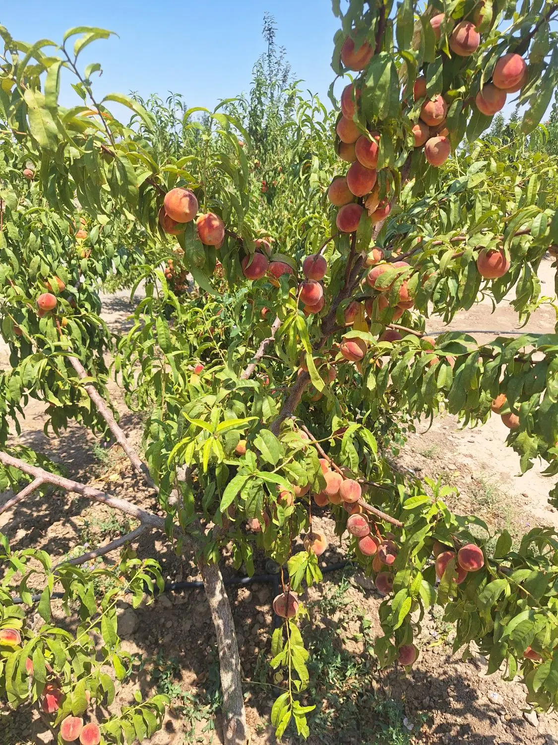 نظر اباد نجم اباد باغ ۲۵۰۰ متری