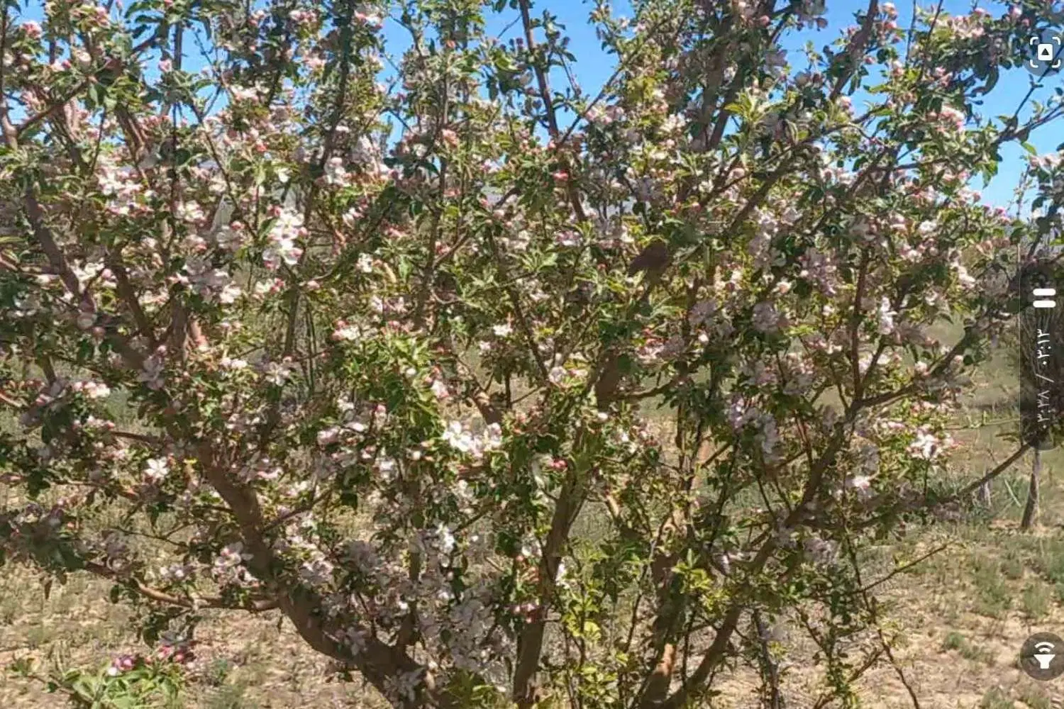 باغشهر ساوالان ۵۰۰۰ متر باغ دو کله