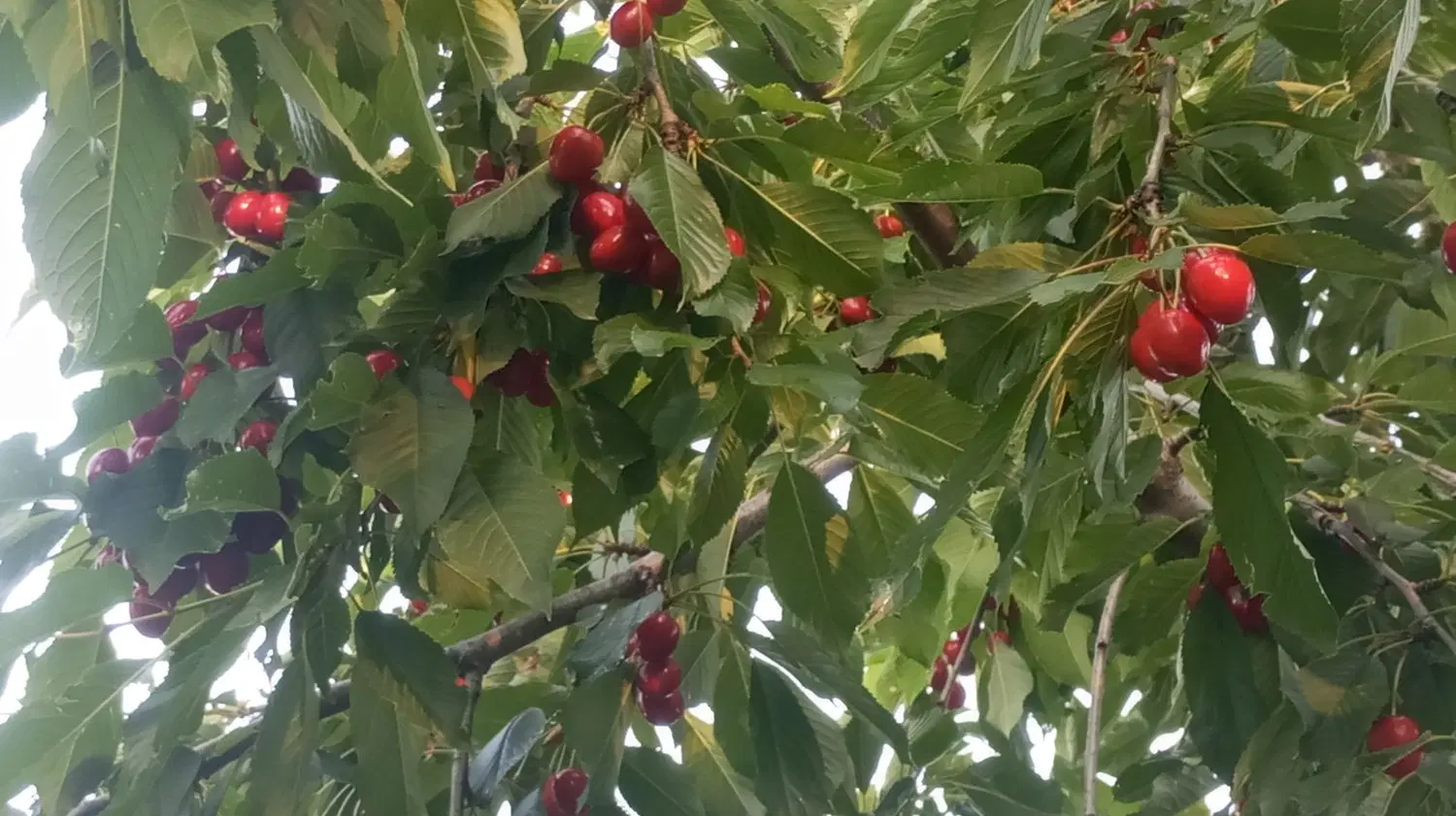 باغچه در خسرواباد
