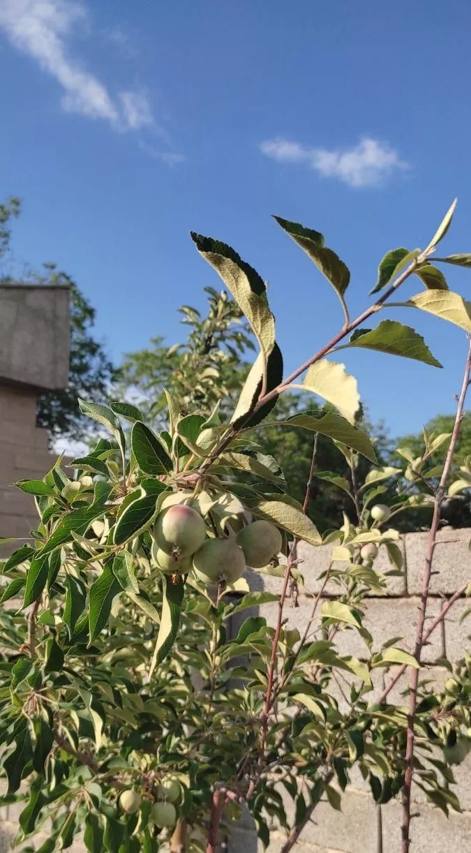 زمین ۸۰۰ متری البرز هشتگرد سرخاب حاجی آباد سنددار