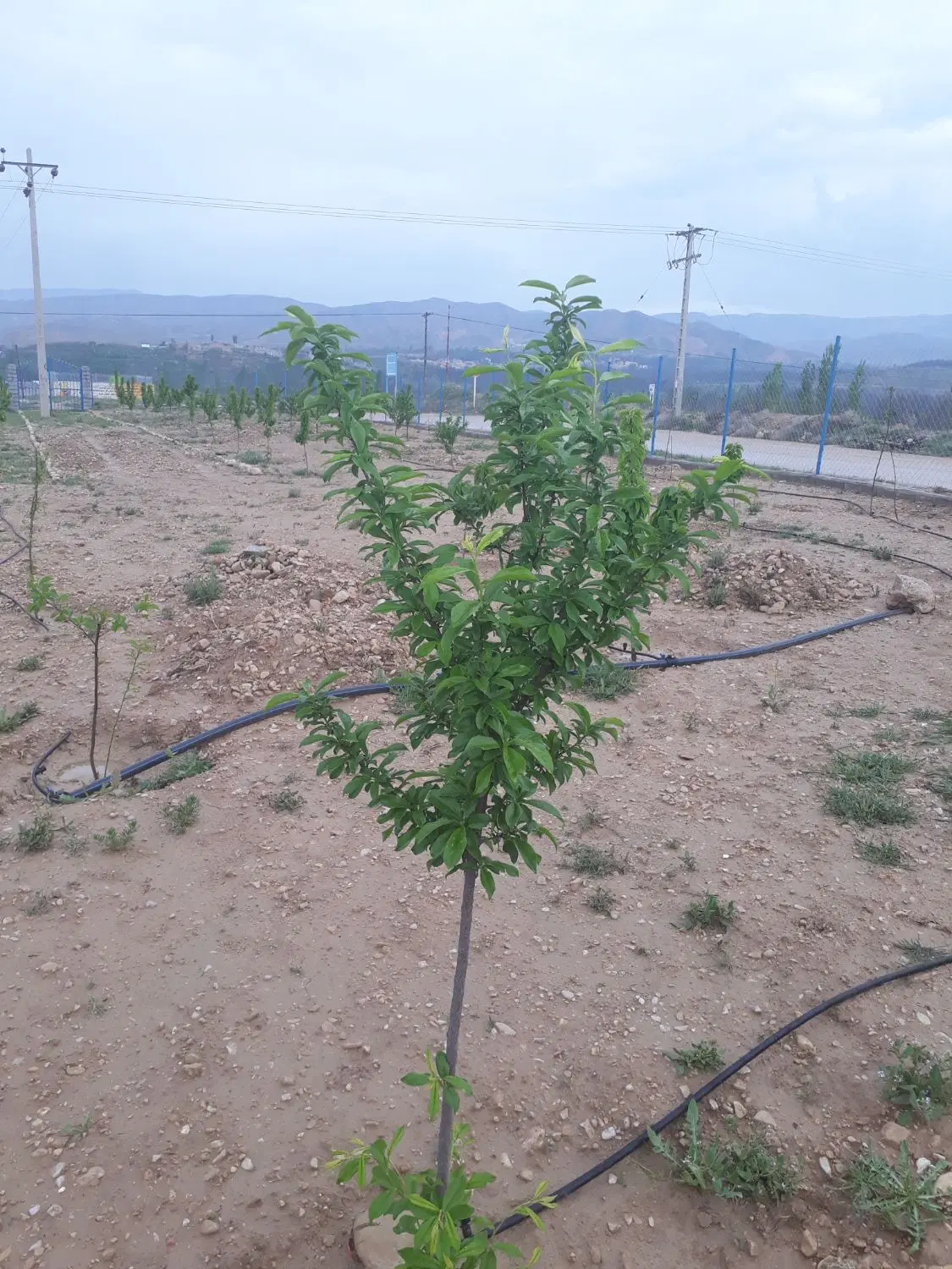دوراهی بشقارداش سمت راست حاشیه جاده