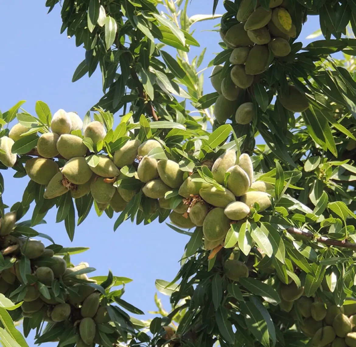 فروش زمین باغی و کشاورزی در سامان