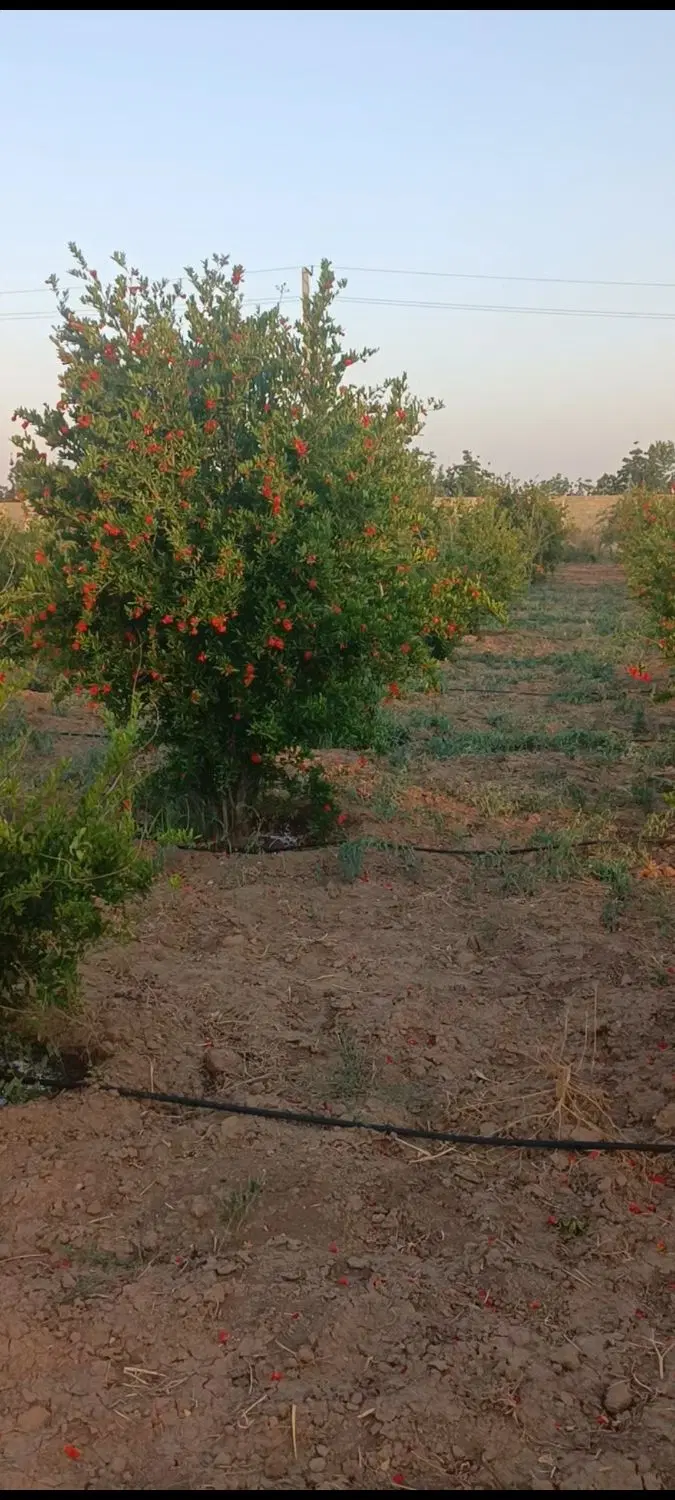 باغچه میوه انار