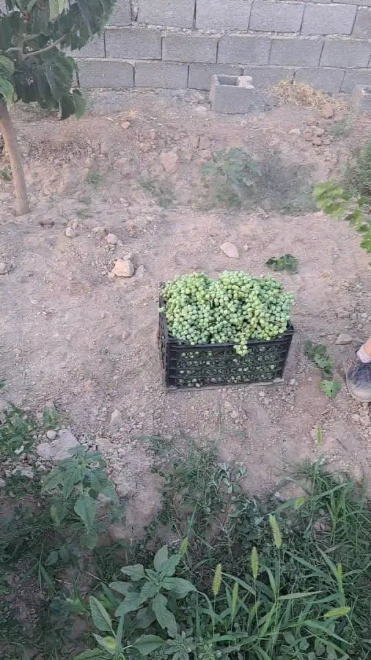 باغ میوه زیبا
