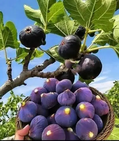 فروش زمین انجیری