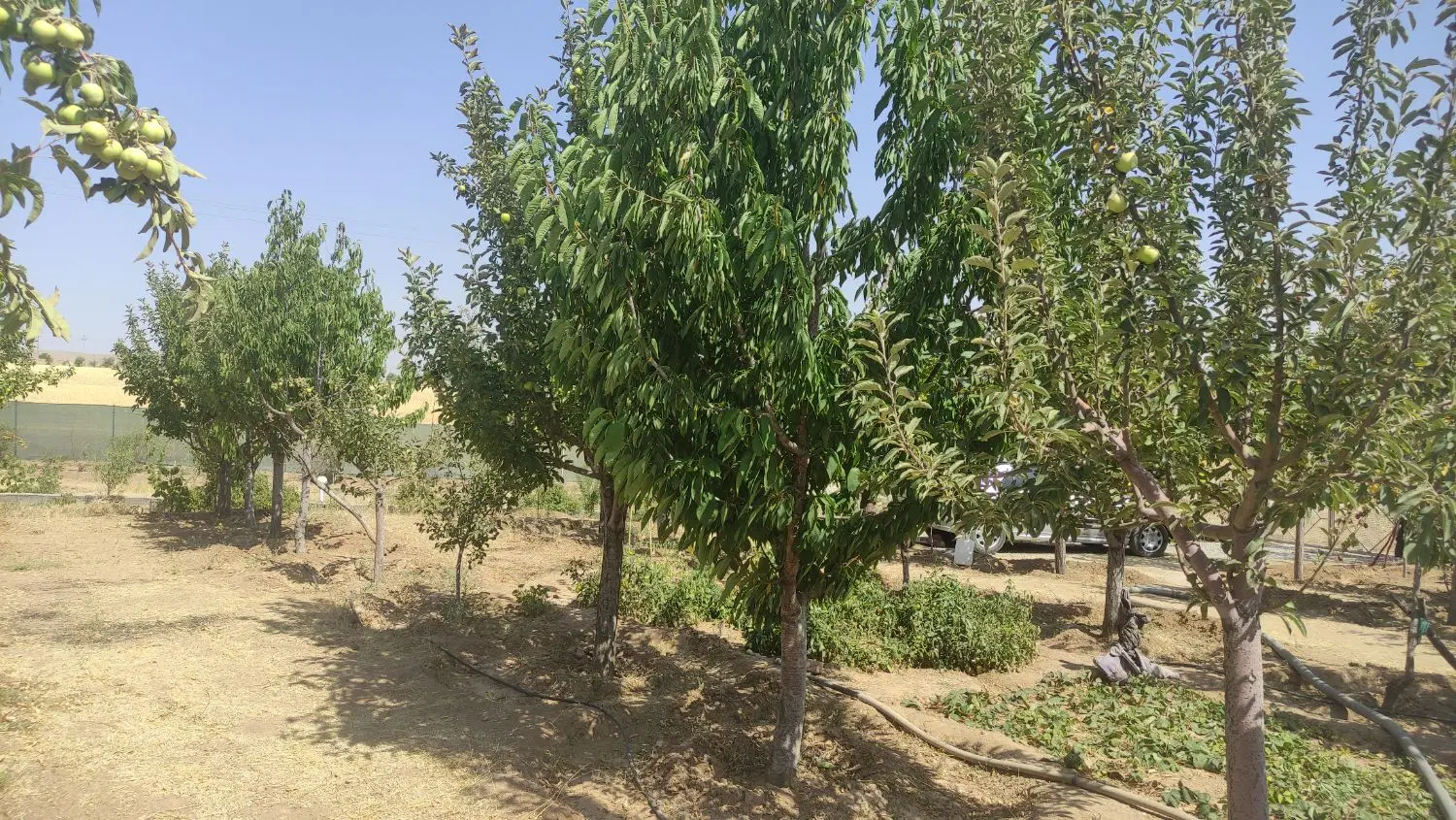 فروش باغ میوه حاجی آباد