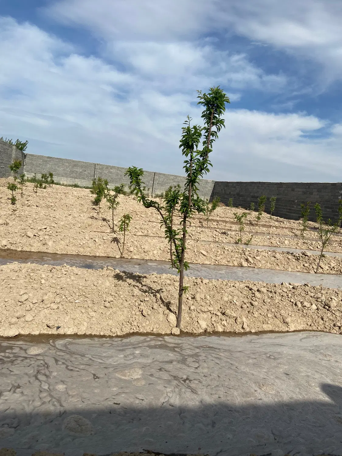 ۳۰۰ باغچه منجیل آباد