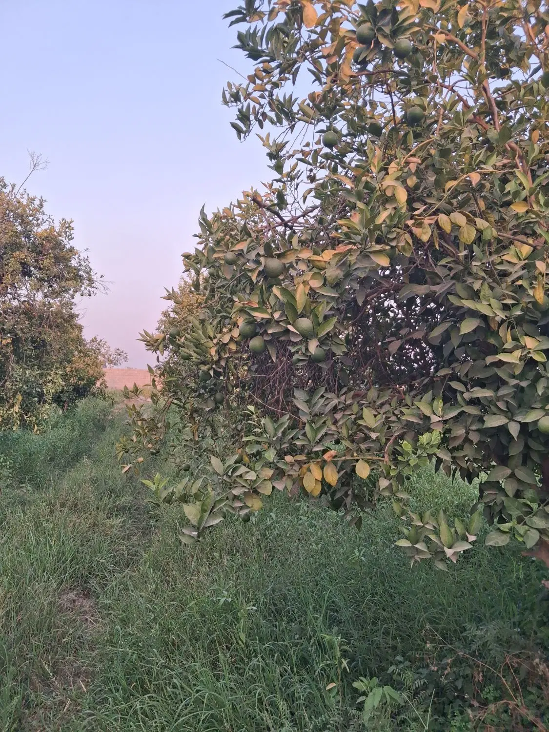 فروش باغ بن جعفر