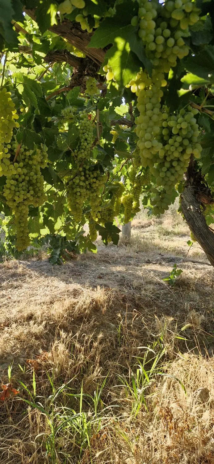 نیم طناب باغ انگور ایستاده روستای قره گوز سلیم آقا