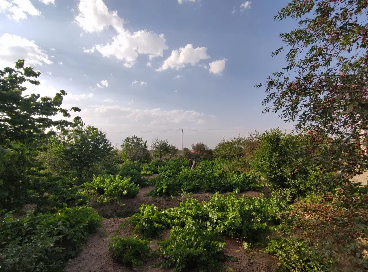 باغ سرزنده و سرحال