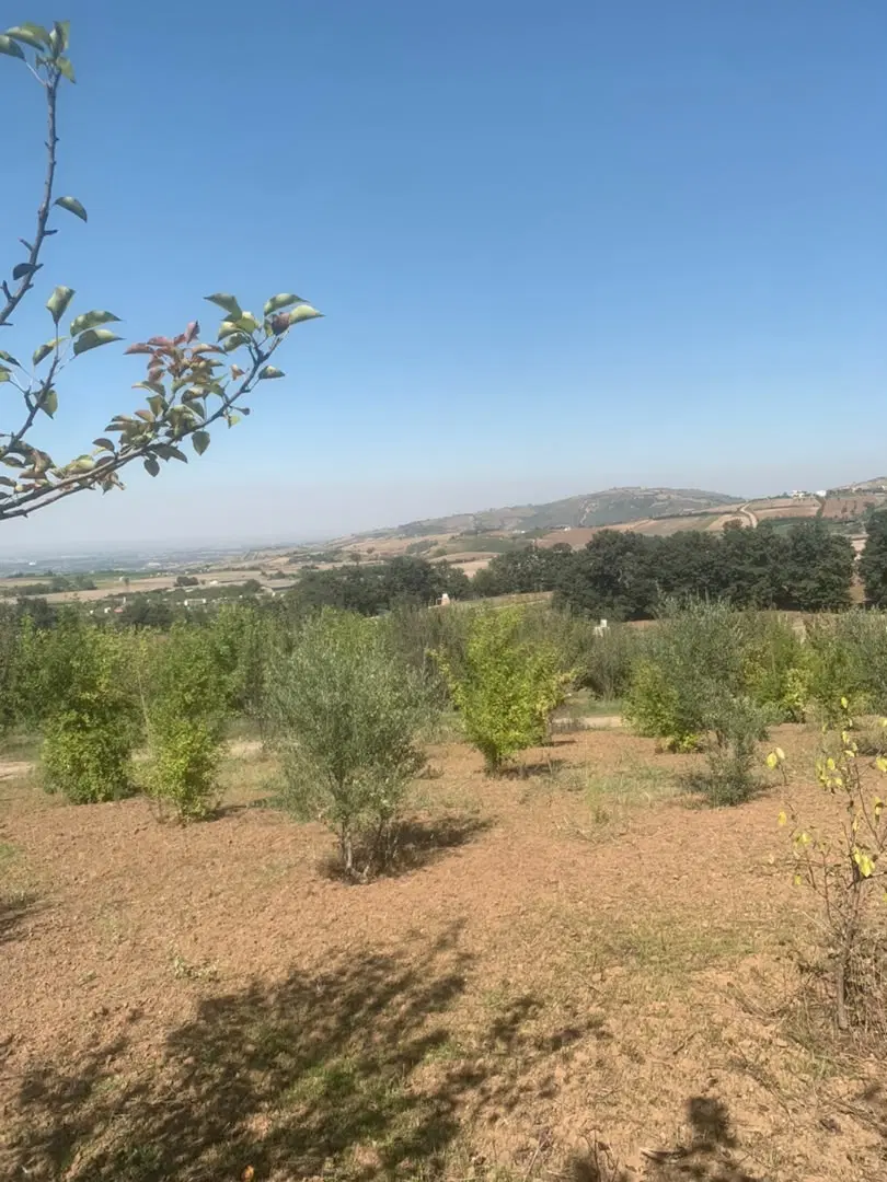 باغ دو بر فنسی شموشک سند دار
