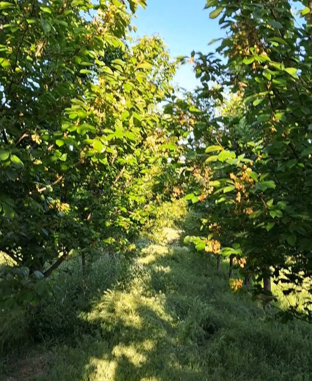 زمین