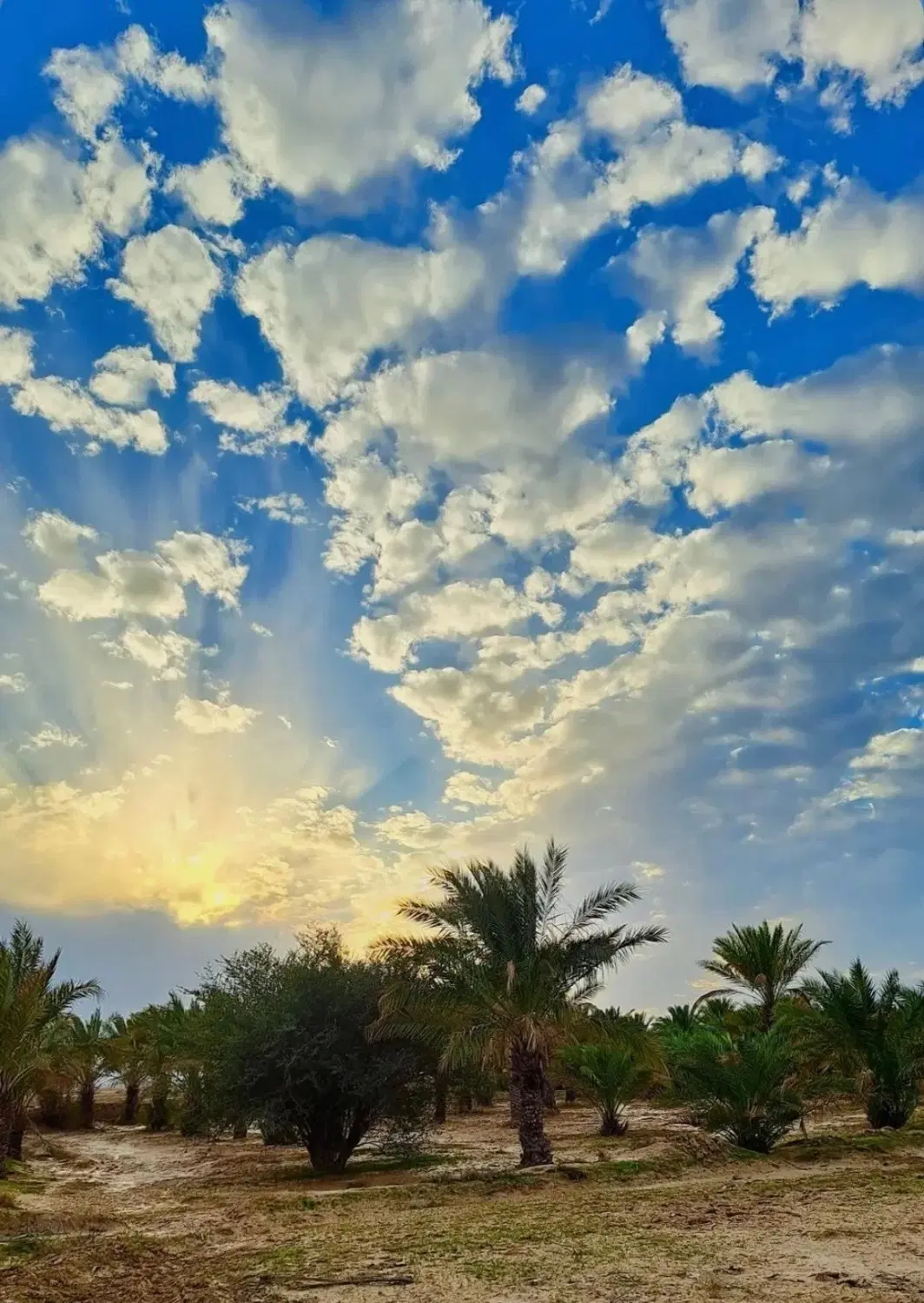 زمین باغی