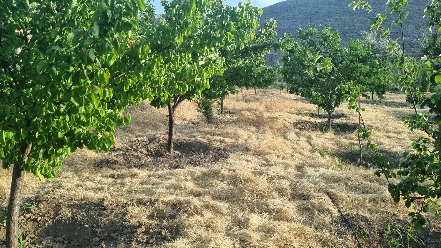 باغ شهری جاده اصلی نزدیکی شهر استخر