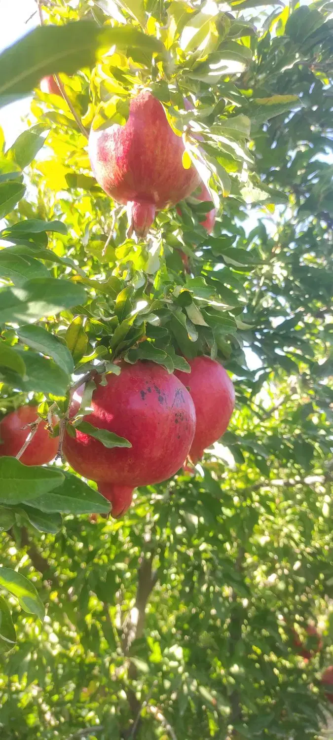 فروش یا معاوضه باغ در ابتدای جاده سد