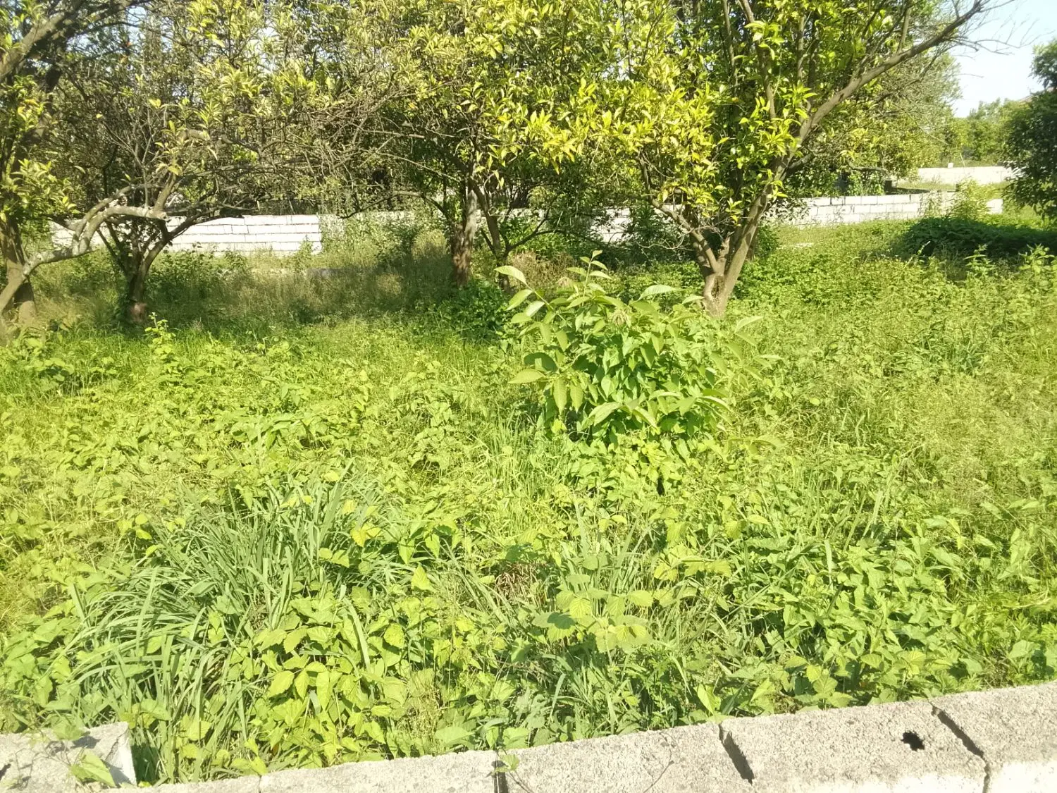 فروش یک قطعه زمین