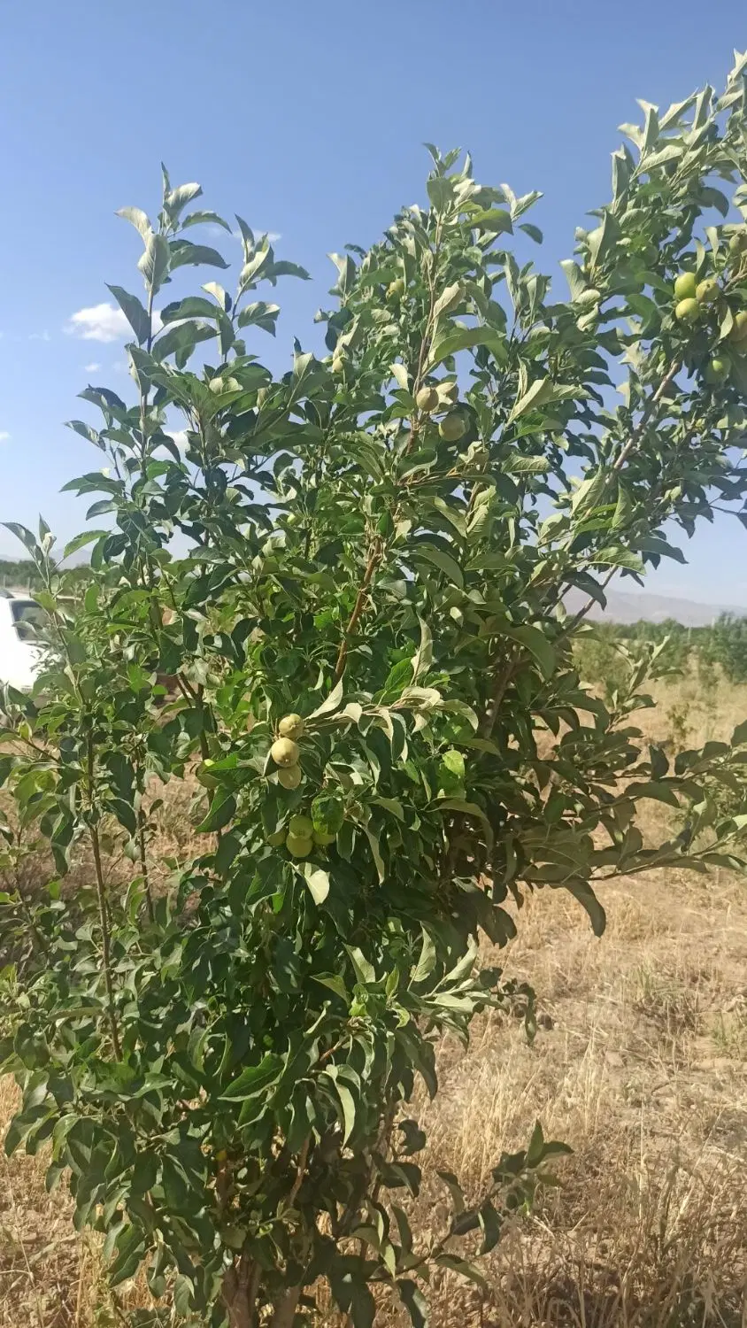 باغ ۵ ساله جهان اباد با سهمیه اب
