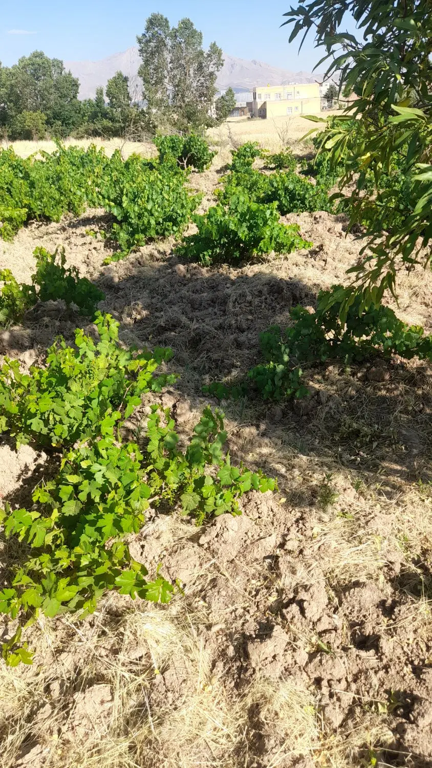 سطر بکر پر بار