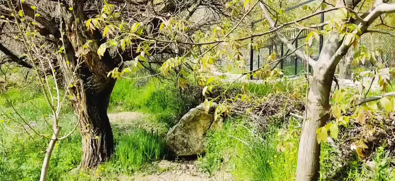 فروش دو قطعه زمین کشاورزی روستای ملکشان