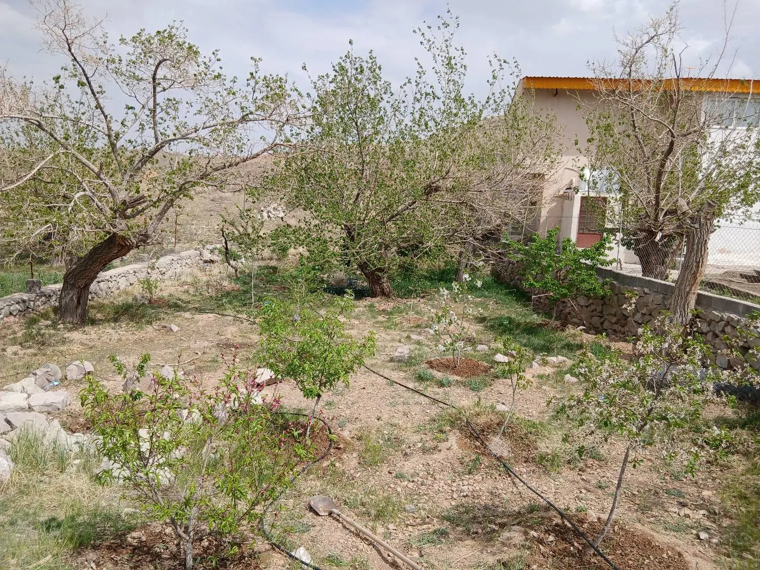 باغ در روستای سورگ