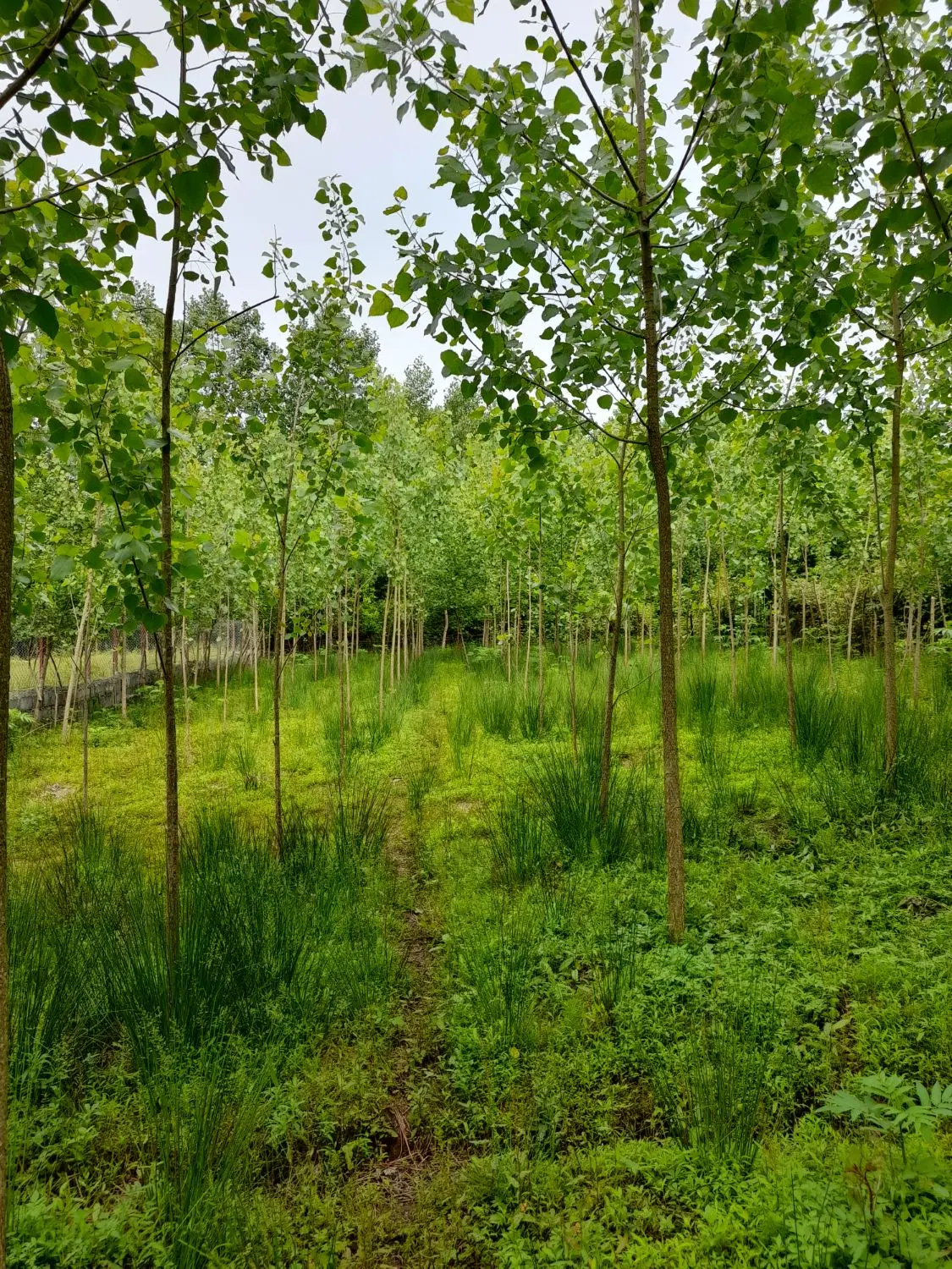 یک قطعه زمین به مساحت 1380 متر مربع برای فروش