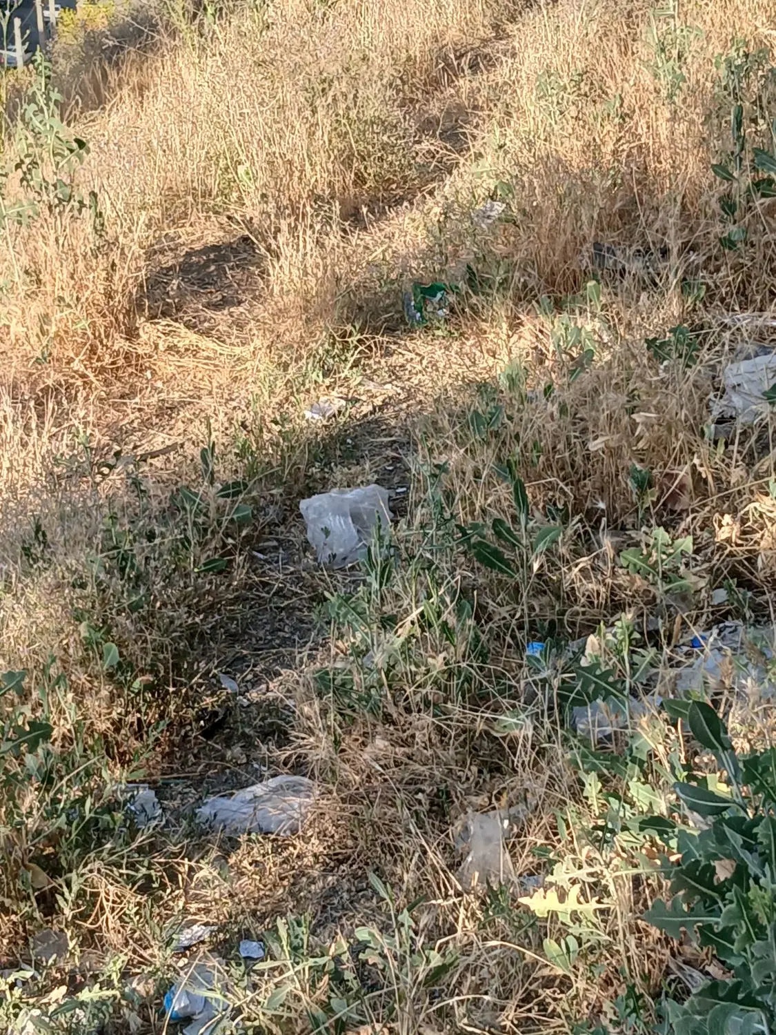 زمین برای طرح گاوداری