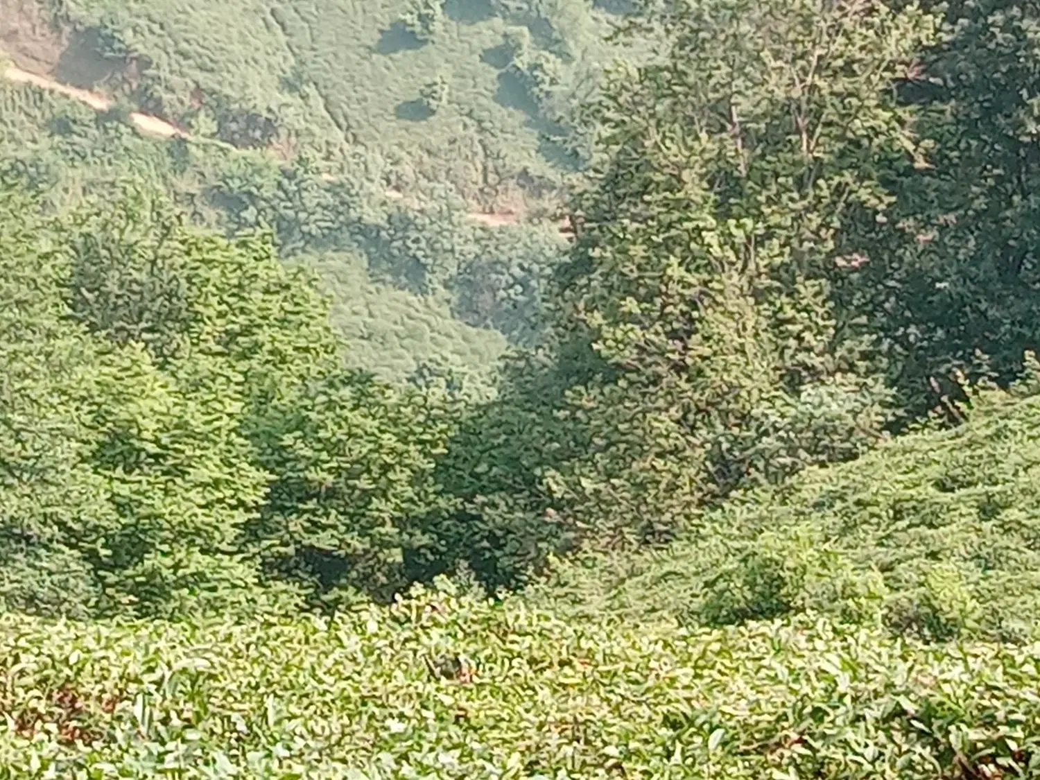 زمین باغی