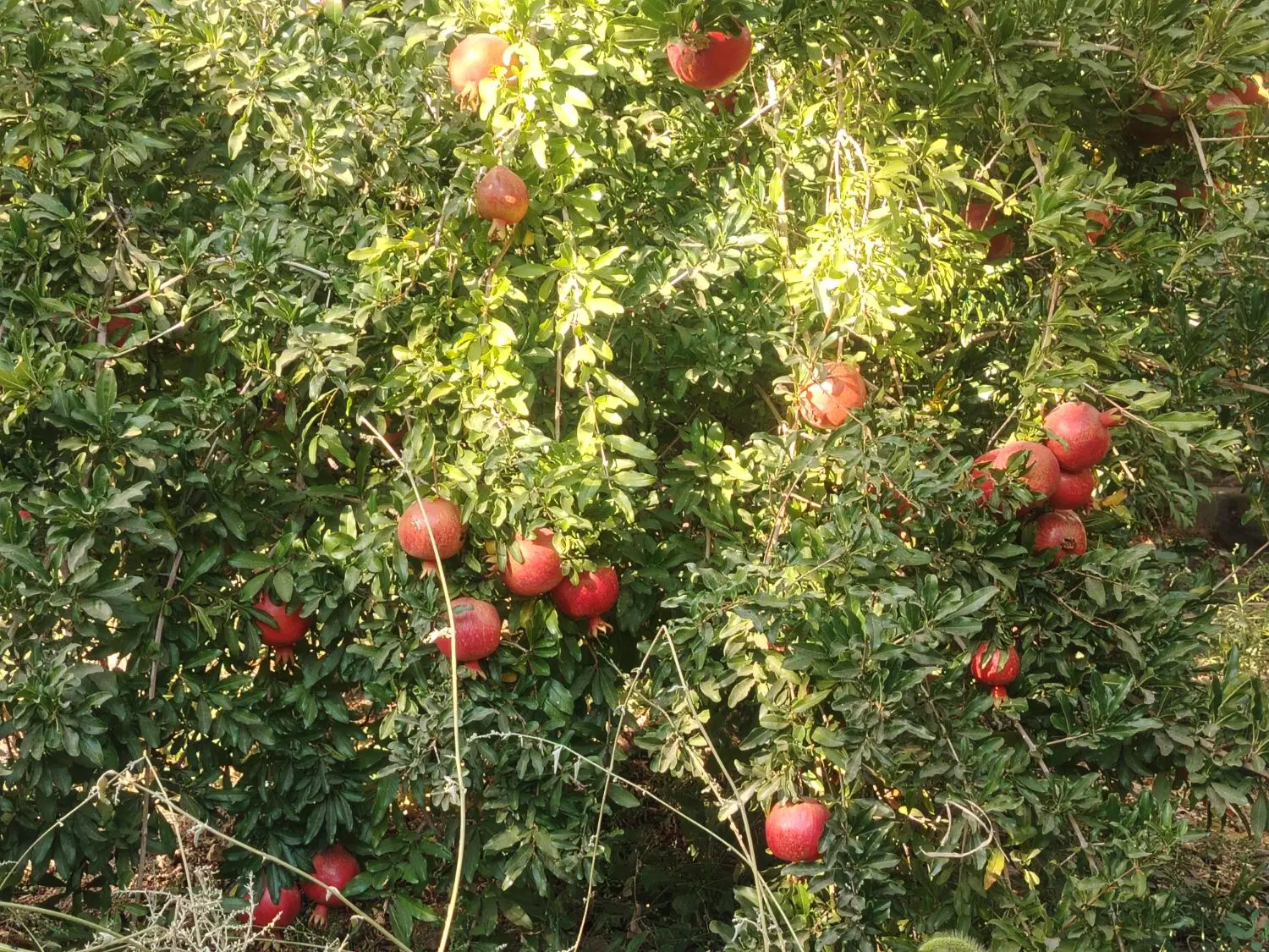 باغ مزرعه دره دراز باغبهادران