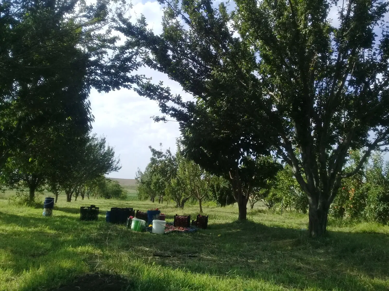 باغ درزنجان چایی