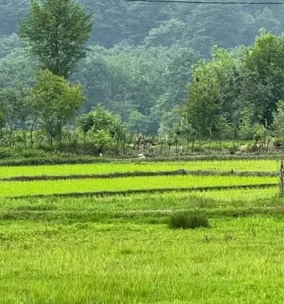 یک هکتار زمین مناسب گلخانه کنار استخر