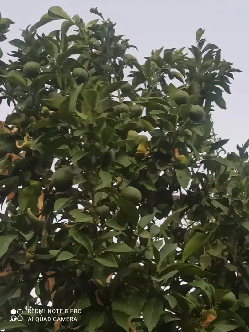 باغچه پیربنو حسن آباد شیراز اب برق چاه ملکی