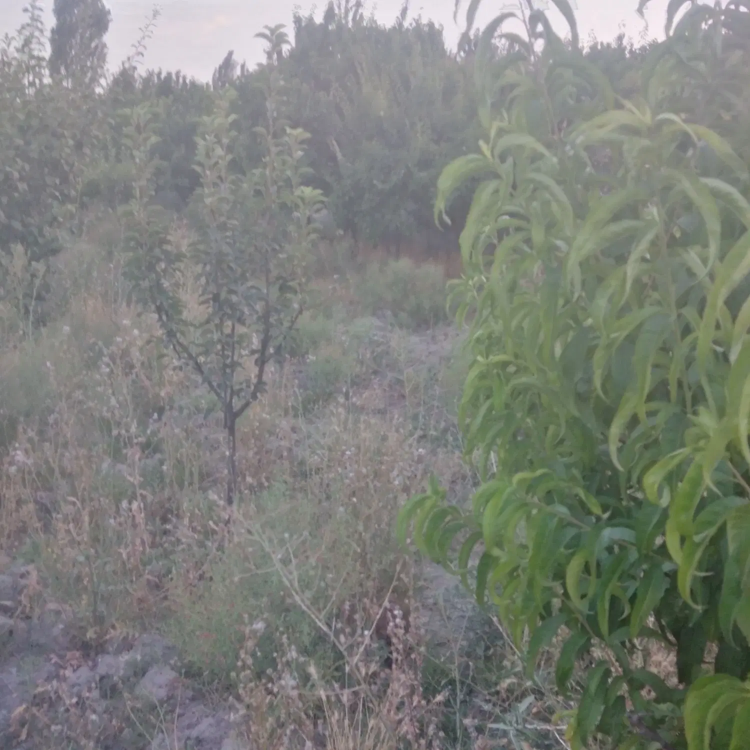 زمین شاهنامه 36