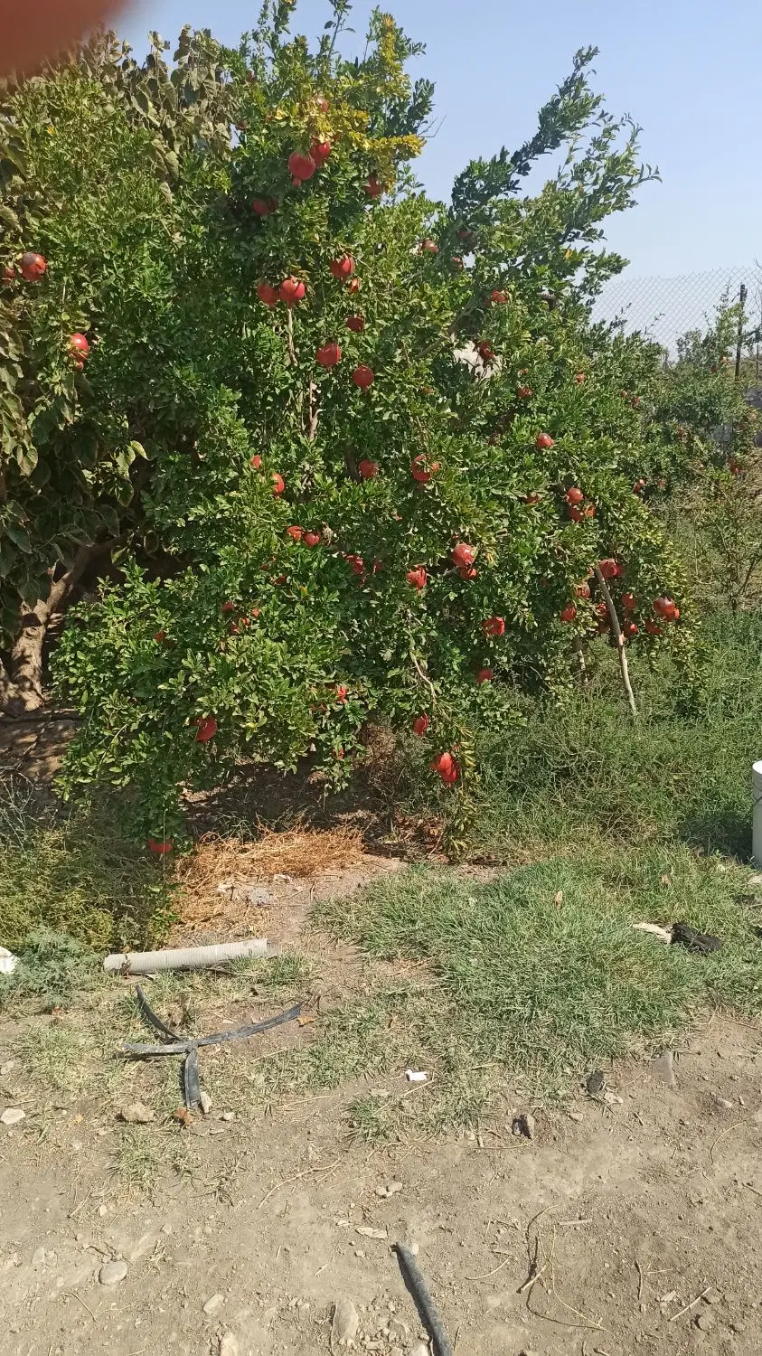فروش باغ انار